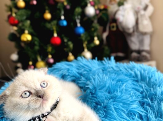 Scottish Fold Bluepoint Yavrular görsel