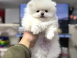 Sıfır Burun Pomeranian Ayıcık A Kalite Yavrumuz