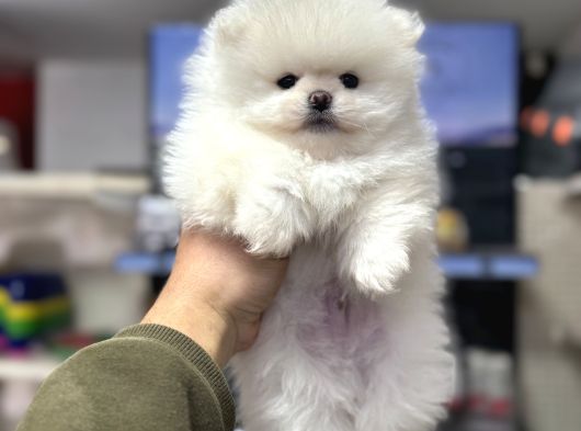 Sıfır Burun Pomeranian Ayıcık A Kalite Yavrumuz görsel