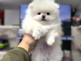 Sıfır Burun Pomeranian Ayıcık A Kalite Yavrumuz