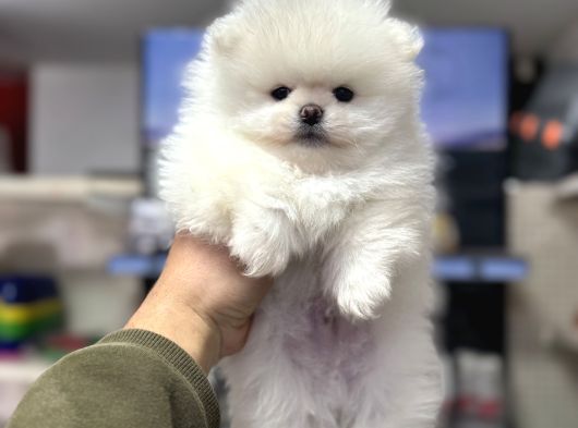 Sıfır Burun Pomeranian Ayıcık A Kalite Yavrumuz görsel