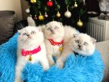 Scottish fold bluepoint yavrular