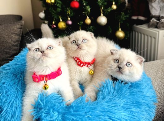 Scottish Fold Bluepoint Yavrular