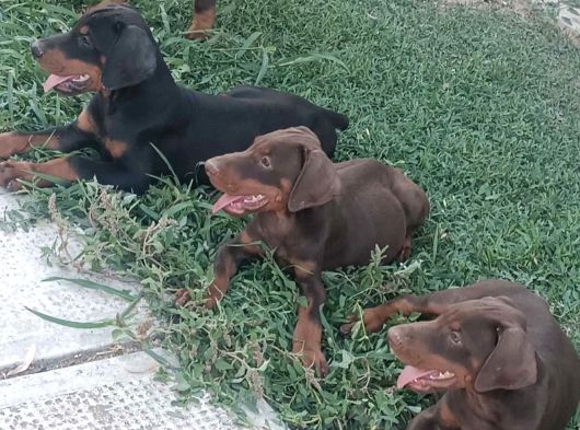 Ki̇ng Doberman Yavrulari görsel