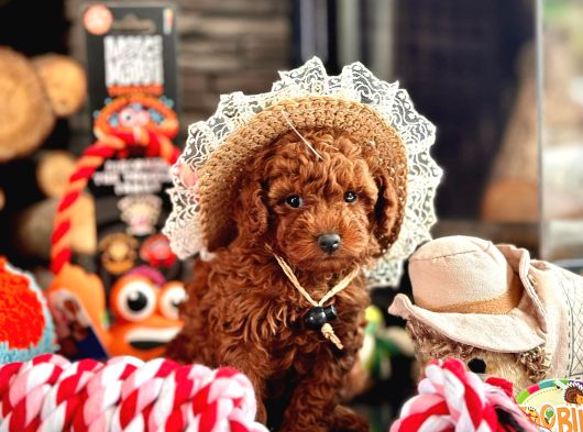 Poodle Çıftliğinden Red Brown Toy Poodle Bebeklerimiz