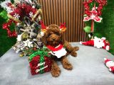Poodle Bebekleri̇mi̇z Irk Ve Sağlik Garanti̇li̇