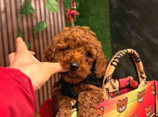 Anne Altindan Toy Poodle Bebekleri̇ görsel