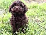 CHOCOLATE BROWN GERÇEK KORE TEACUP POODLE BEBEĞİMİZ