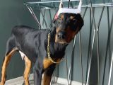 Premium Doberman