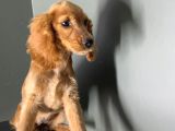 Peluş kulak kız
