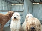 Poodle Dev Safkan