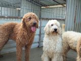 Poodle Dev Safkan