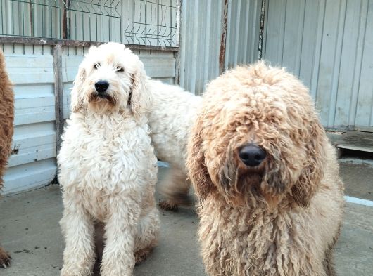Poodle Dev Safkan görsel
