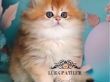 Golden Yeleli Longhair British