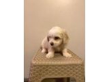 Maltipoo yavrularımız uygundur