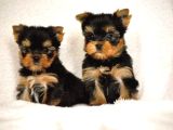 0 Yorkshire Terrier Yavruları Mama Ve Malzeme