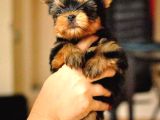 0 Yorkshire Terrier Yavruları Mama Ve Malzeme