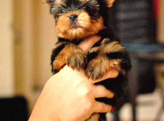 0 Yorkshire Terrier Yavruları Mama Ve Malzeme görsel