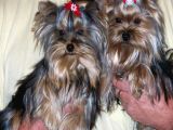 0 Yorkshire Terrier Yavruları Mama Ve Malzeme