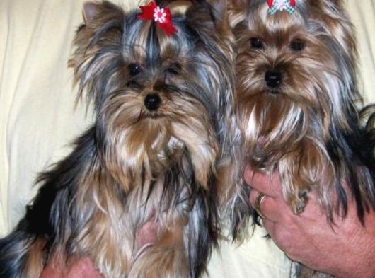 0 Yorkshire Terrier Yavruları Mama Ve Malzeme görsel