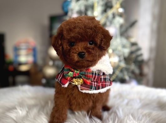 Beylikdüzü Kore Poodle Yavrular görsel