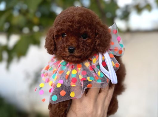 Orjinal Poodle Yavrular Beylikdüzü görsel