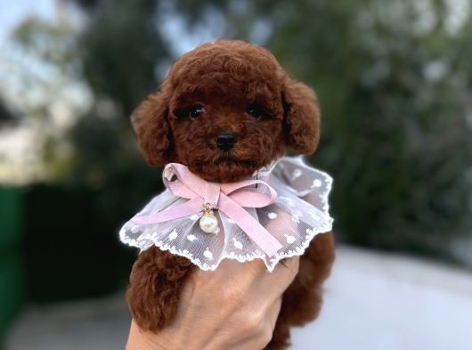 Toy Poodle Erkek Dişi Yavrular görsel