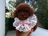 Toy Poodle Erkek Dişi Yavrular