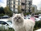 Yarişma 1Si Oğlu