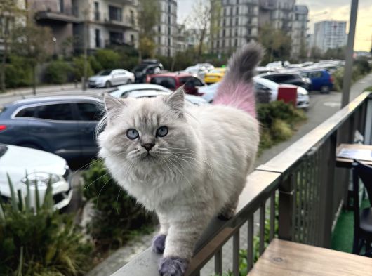 Yarişma 1Si Oğlu