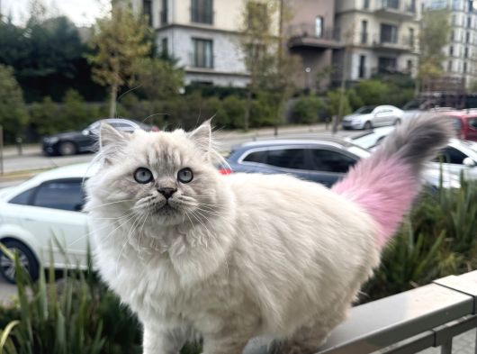 Yarişma 1Si Oğlu görsel