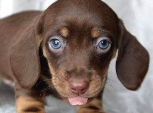 Mavi̇ Gözlü Chocolate And Tan Egzoti̇k Dacshund Aşili