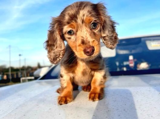 Bu Güzellikler Başka Yerde Yok Longhair Dachund Yavrular görsel
