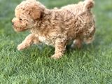 kıvırcık maltıpoo bebekler