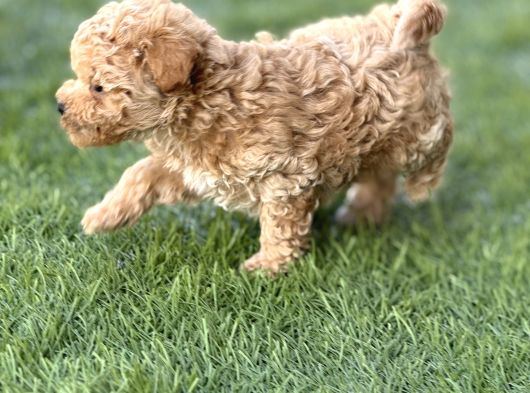 kıvırcık maltıpoo bebekler