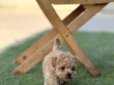 Kıvırcık Maltıpoo Bebekler