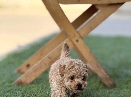 Kıvırcık Maltıpoo Bebekler görsel