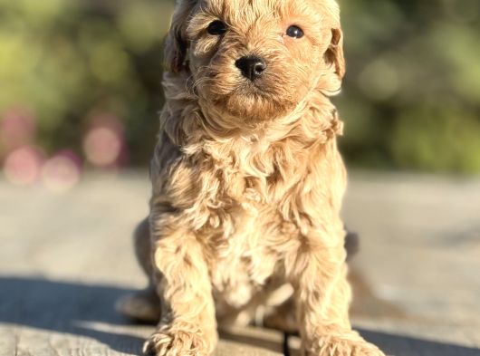kıvırcık maltıpoo bebekler