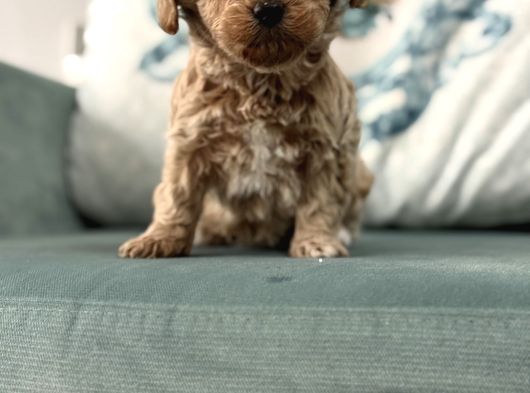 Bi̇blo Oyuncak Boy Malti̇poo Çocuk görsel