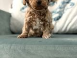 Gold Li̇ne Malti̇poo Bebek