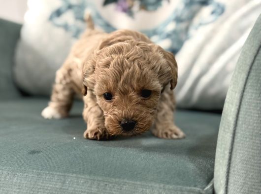 BİBLO OYUNCAK BOY MALTİPOO ÇOCUK