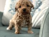 Oyuncu Ve Sosyal Teacup F1 Malti̇poo Bebekler