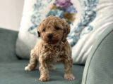 Oyuncu Ve Sosyal Teacup F1 Malti̇poo Bebekler