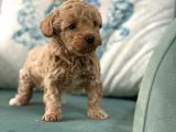 Bi̇blo Oyuncak Boy Malti̇poo Çocuk