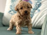 Mini Maltipoo  Apartman Yaşamına Uygun Yavrular