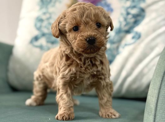 Mini Maltipoo  Apartman Yaşamına Uygun Yavrular görsel