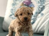 Mini Maltipoo  Apartman Yaşamına Uygun Yavrular
