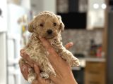 Oyuncu Ve Sosyal Teacup F1 Malti̇poo Bebekler
