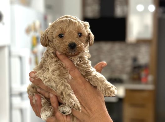 Mini Maltipoo  Apartman Yaşamına Uygun Yavrular görsel