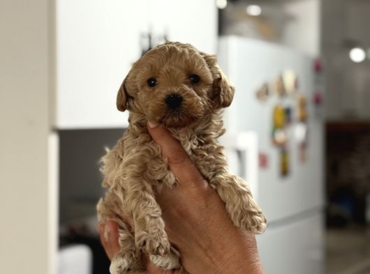Mi̇ni̇ Show Kali̇te Malti̇poo -Kg Garantili görsel